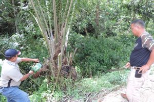 Balai Konservasi Sumber Daya Alam (BKSDA) Kalbar, Seksi Wilayah II Sintang bersama Manggala Agni Daerah Operasi Sintang, Dinas Kehutanan dan Perkebunan Sintang dan pihak kepolisian, menebang pohon kelapa sawit yang berada di areal Taman Wisata Alam Baning, Sintang
