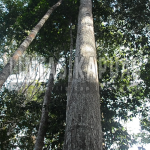 Potensi hutang yang perlu dilindungi Perda Ulayat, Foto ; Yusrizal Bota