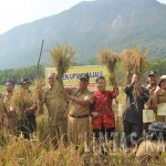 Bupati Sintang gelar Panen Padi perdana diwilayah kecamatan kelam Permai Sintang