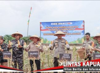 Sekda Ketapang Ikuti Panen Raya Jagung Serentak Nasional, Dukung Swasembada Pangan