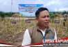 BULOG Ketapang Siap Serap Jagung Hibrida Petani, Patok Harga Rp6.400 per Kilogram