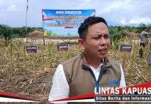BULOG Ketapang Siap Serap Jagung Hibrida Petani, Patok Harga Rp6.400 per Kilogram