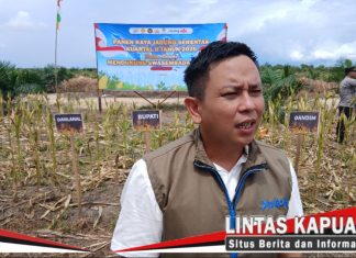 BULOG Ketapang Siap Serap Jagung Hibrida Petani, Patok Harga Rp6.400 per Kilogram