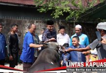 Iduladha 1447 H, Polres Ketapang Salurkan 11 Sapi dan 3 Kambing Kurban ke Masyarakat