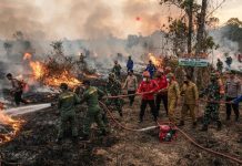 Sintang Darurat Karhutla: 19 Titik Kebakaran Hanguskan Ratusan Hektare Lahan, BPBD Ungkap Kendala di Lapangan